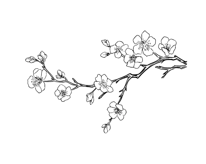 Blossom Beauty drawing