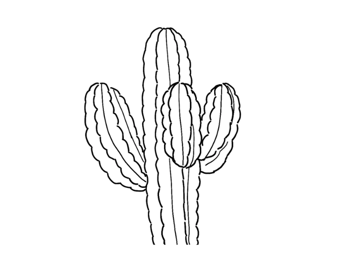 Cactus drawing