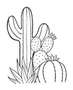 Cactus