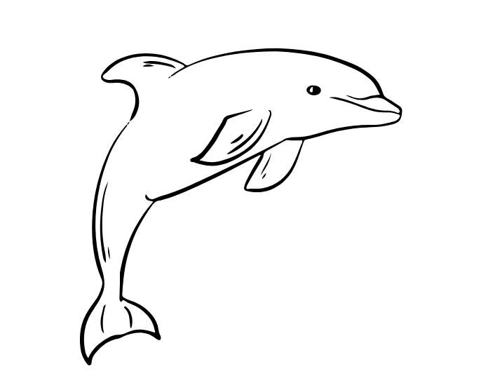 Dolphin drawing
