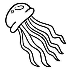 Jellyfish